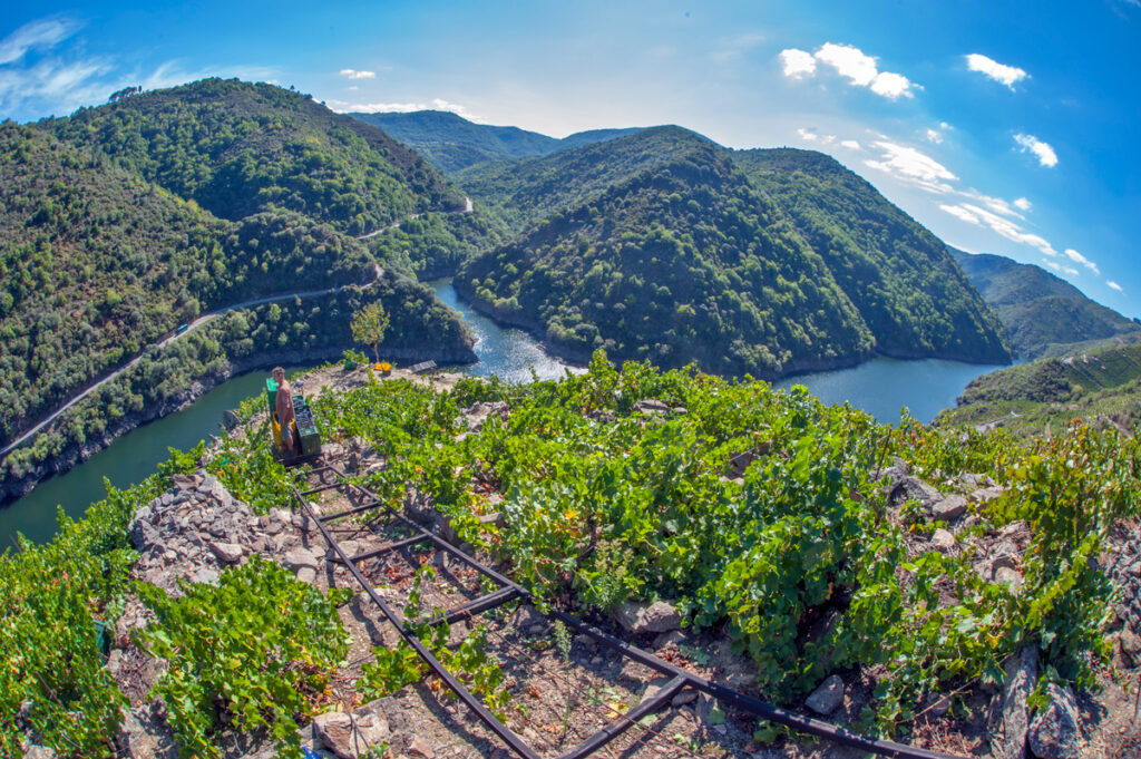vinos de galicia