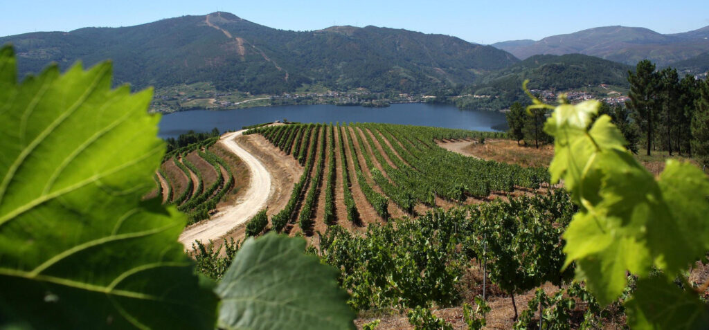 vinos de galicia